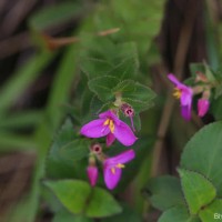 Sonerila firma (Thwaites ex C.B.Clarke) Lundin